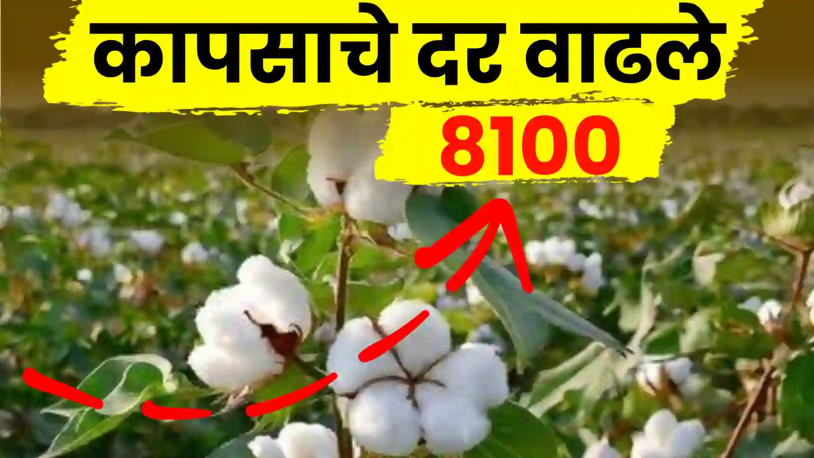 कापूस बाजारात ८००० ची चर्चा!