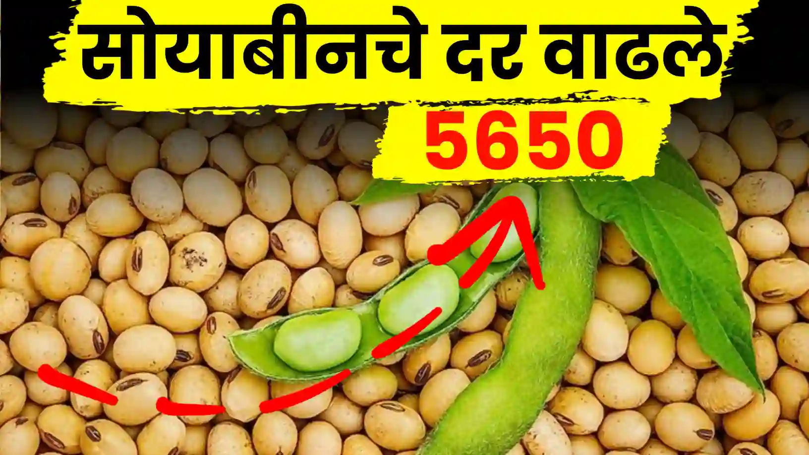 सोयाबीन बाजारात पुन्हा 'बिजवाई'चा विक्रम