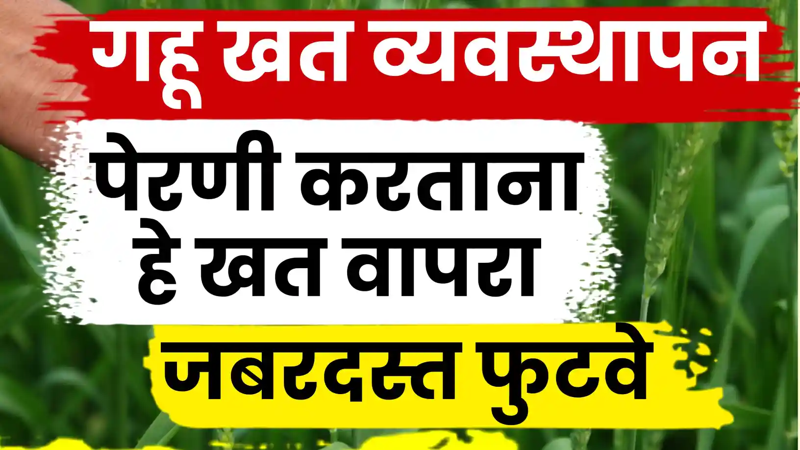 गहू पिकासाठी खत व्यवस्थापन