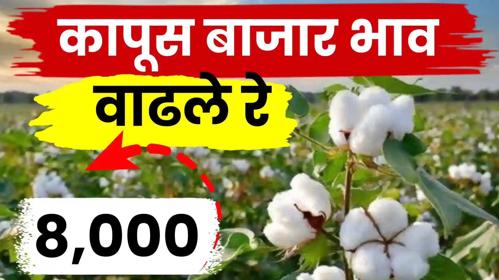 कापूस बाजारात ८००० ची चर्चा