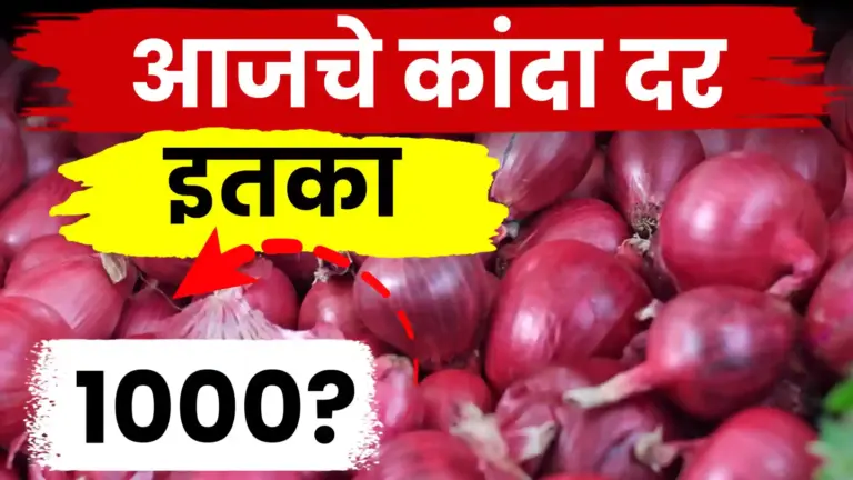 कांदा बाजारात आवकेचा जोर कायम: नाशिकमध्ये दर टिकून, पण सोलापूर-पुण्यात शेतकरी चिंतेत!