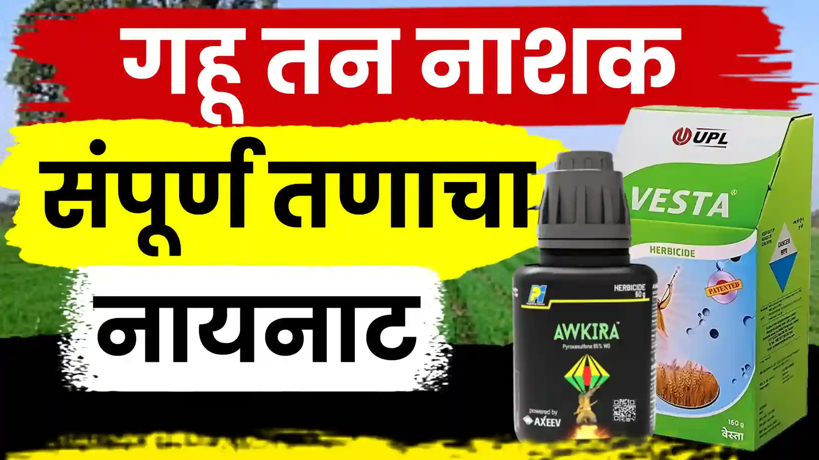 गहू पिकातील तण नियंत्रणाचा सोपा मार्ग