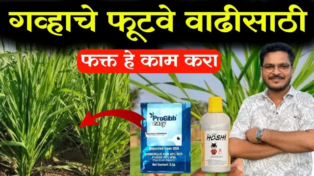 गव्हाचे उत्पादन वाढवण्यासाठी फुटवे वाढवा